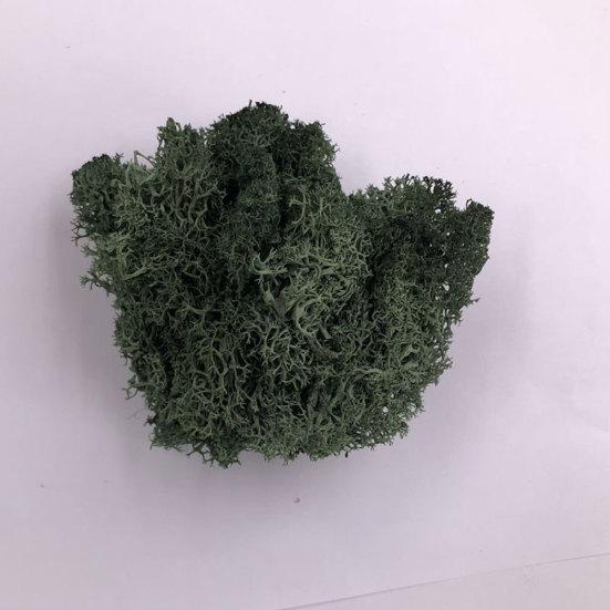 Искусственное растение консервированный цветок олений мох DIY Craft Garden Home Decor