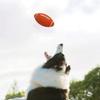 Rubber Squeaky Rugby Ball Oval Rugby Shape Pet Training Toy Dog Chew Toy  Dog Training Game