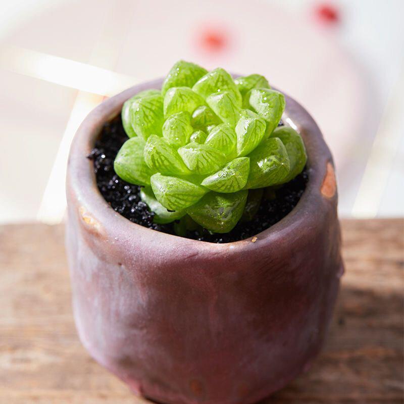 Crystal Succulent Set: Haworthia Genus Green Potted Plants for Newbies