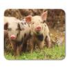 Поросенок, милые маленькие поросята, ферма, Хорватия, грязный коврик для мыши, 9x10 дюймов/22x25 см
