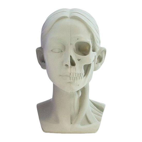 Generic Planar Head Model for Drawing Resin Skull Sculpture with Detailed Muscle Structure Art Study Tool for Sketching Anatomy Learning
