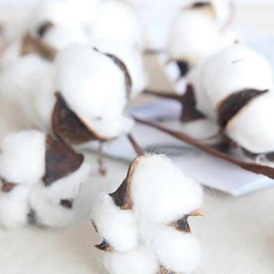 Имитация цветка, красивая для офиса, сушеный хлопок, имитация растения, прочное домашнее украшение, сушеный хлопок