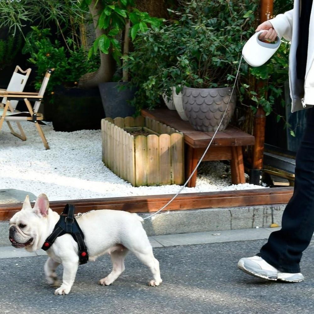 Portable Design Retractable Dog Leash Anti-Escape Mechanism Dogs Auto Retractable Belt Training