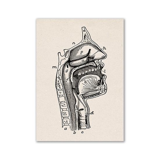 Vintage Human Anatomy Artwork Medical Wall Picture Muscle Skeleton Poster Canvas Art Print Education Hospital Pharmacy Paintings