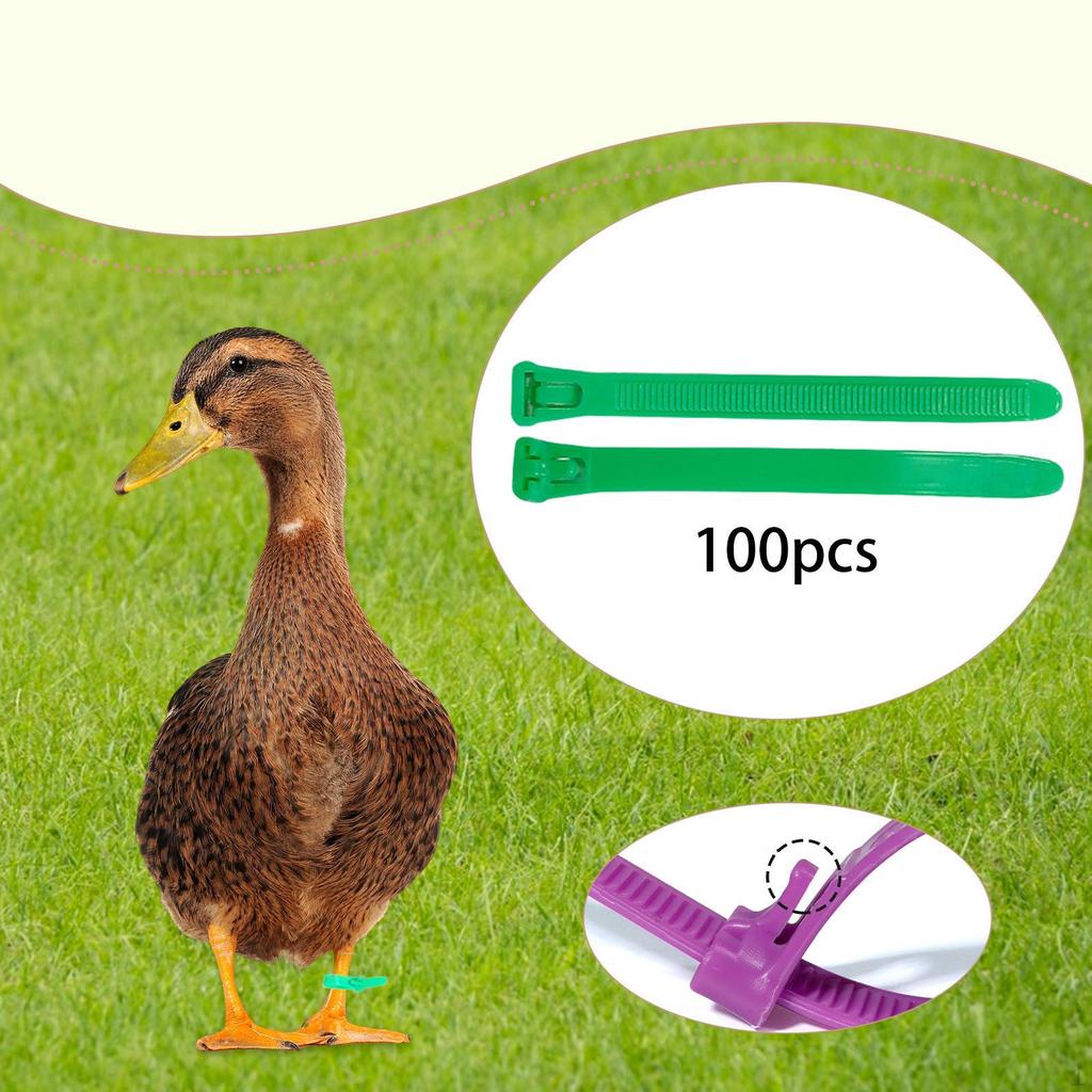 100 Pieces Chicken Leg Bands Poultry Identification Tags Rings for Bantam
