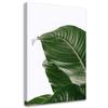 Canvas Print, Green Leaf Nature Botany