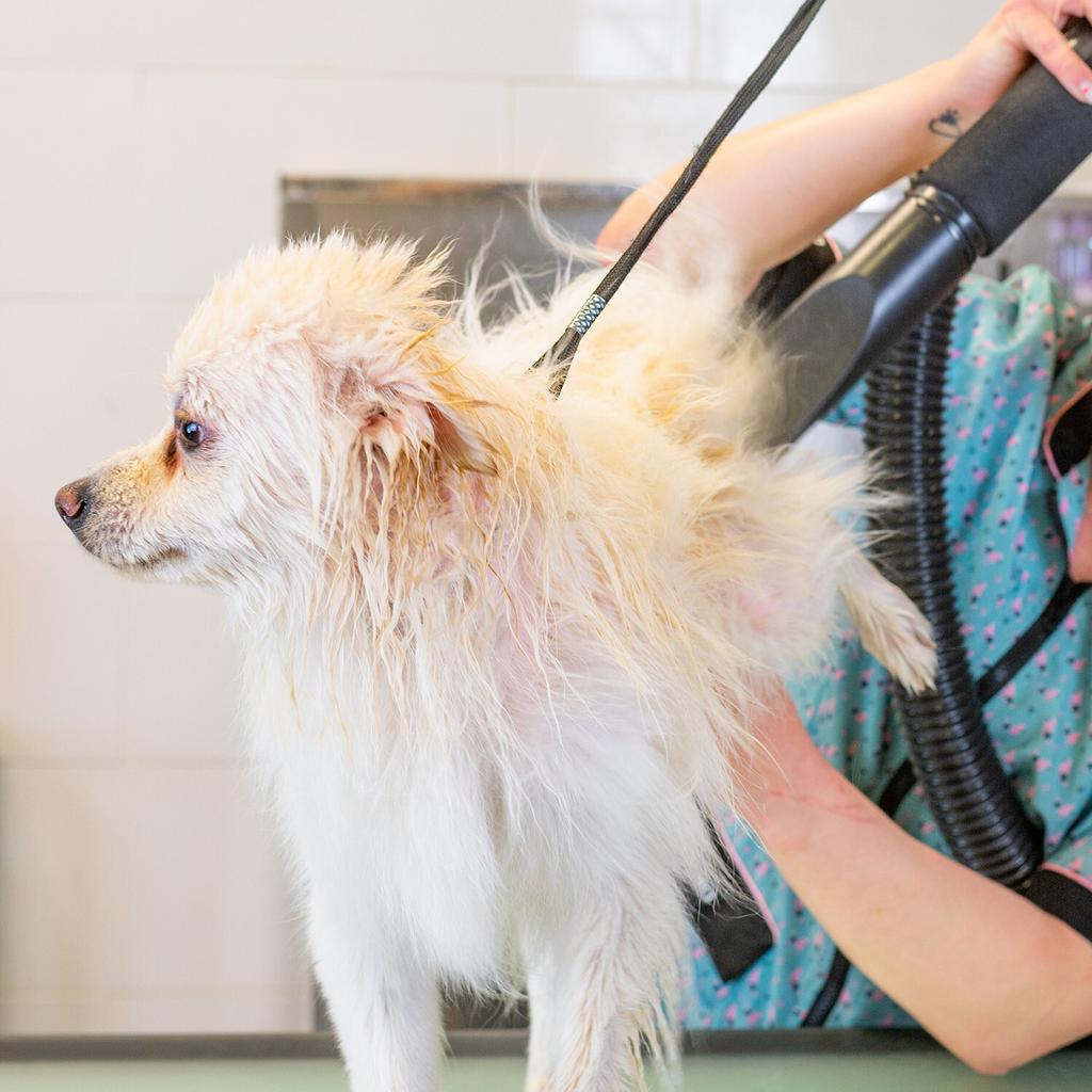 XPOWER B-163 Малошумный фен для домашних животных Комплект фена для шерсти домашних животных Горячий прибор Ленточный вентилятор Вилка ЕС