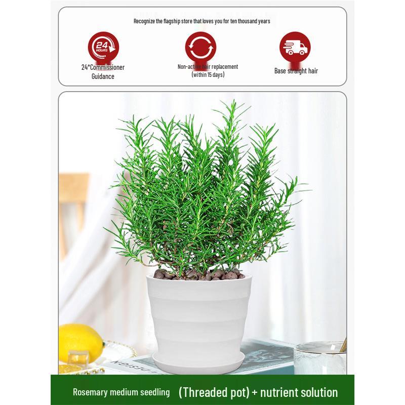 Potted Rosemary and Mint Seedlings: Edible, Mosquito-Repellent Herbs for Indoor Use