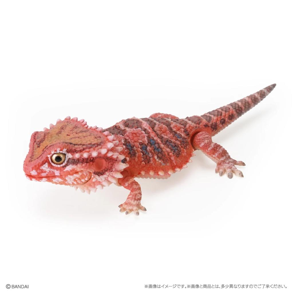 Genuine Popularity Gacha Biological Encyclopedia Japanese Gecko Bearded Lizard Action Figure Model Toys