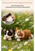 Реалистичная плюшевая игрушка корги, кукла-щенок, подарок для детей