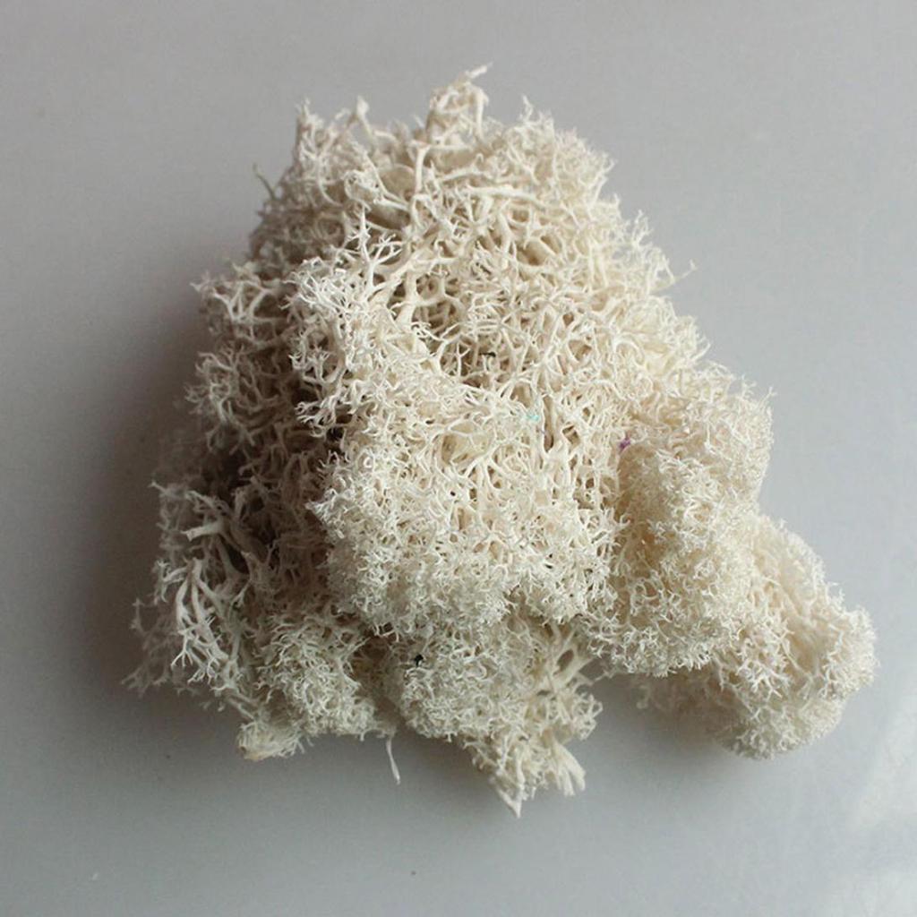 L&B Artificial Plant Preserved Flower Reindeer Moss DIY Craft Garden Home Decor
