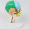 Colored 7-Section Cervical Spine and Skull Model for Orthopedic Teaching