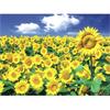 Omega Sunflower Field 500 Pieces, 38 X 52cm, 500 Pieces Jigsaw Puzzle, Childrens Games, Educational Toys