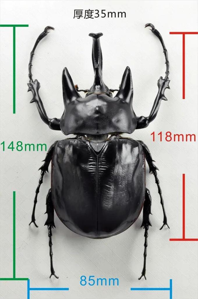БАКАЛИСО Нирвана Актеон Жук-слон Фигурка Жук Жук-слон Магнит для холодильника Магнит Реалистичный Взрослый Иллюстрированная книга Насекомое