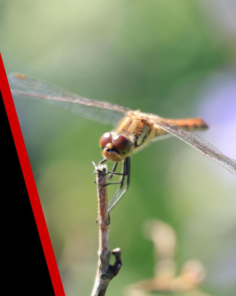 Canon RF Lens F5-7.1 RF-S55-210ISSTM