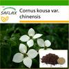 Кизил китайский - 30 семян - С горшечным субстратом для лучшего выращивания - Cornus kousa