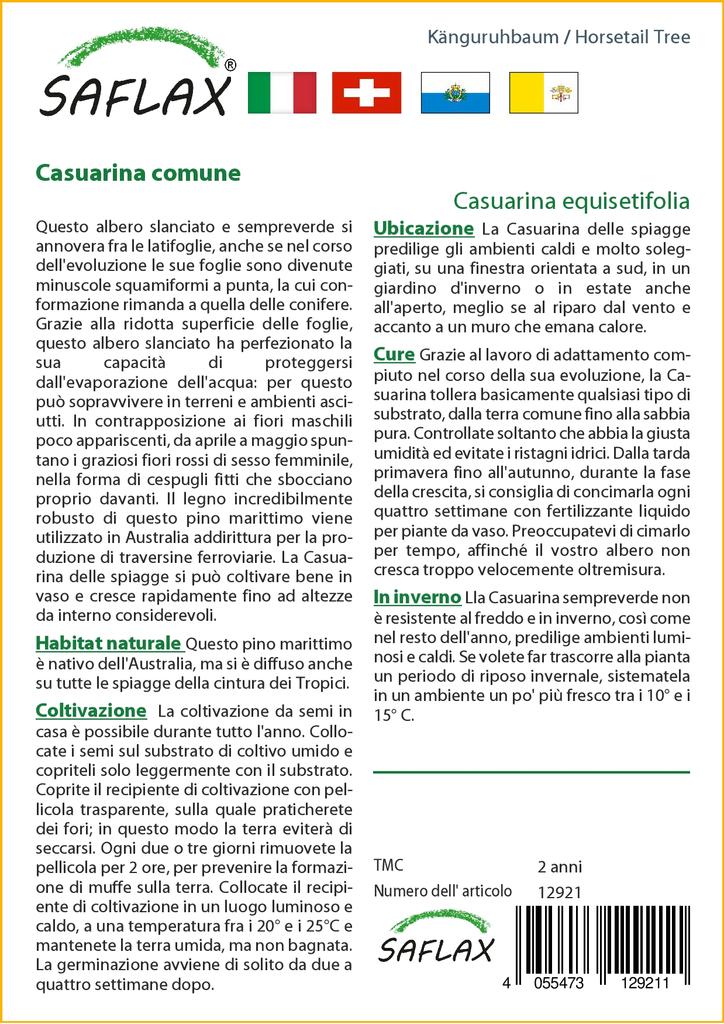 SAFLAX Хвощ полевой - 200 семян - Casuarina equisetifolia