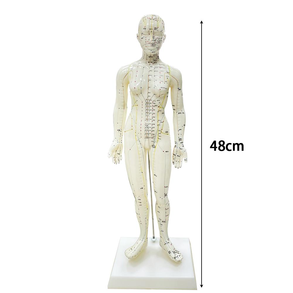 Модель акупунктуры 48/50 см, модель женского и мужского тела, обучающий дисплей для акупунктурных точек, дисплей для лабораторных принадлежностей, с руководством пользователя