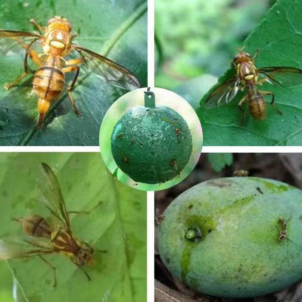 10 упаковок флайбола, прочный клей, непромокаемый, солнцезащитный, легко ловит насекомых, грибковые комары, фруктовые ловушки для мух