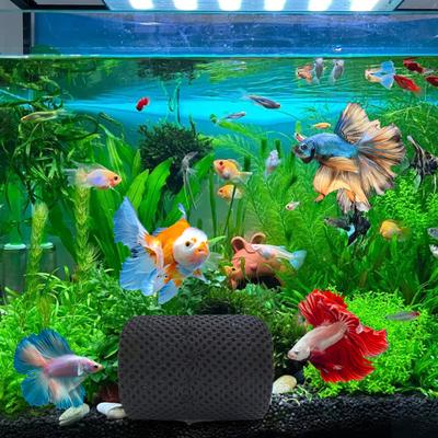 Туннель для рыбок Betta Fish Tank Cave с присоской Пластиковая пещера для рыбок Betta Fish Hide Hollow