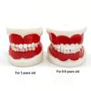 1 шт., стоматологическая обучающая модель для детей/стандартная стоматологическая детская модель зубов, модель детских зубов, обучение, уход за полостью рта