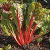 30 Seeds of Swiss Chard Rhubarb Red - SemiSauvage Permaculture
