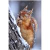 Полный 5D Diy Алмазная картина Снежная белка Вышивка Крестом Домашний декор Ручной подарок Подарок