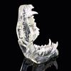 Educational Dog Tooth Model Transparent Dental Teaching Canine Animals Oral Tooth Jaw  Decoration