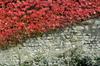 10 Virginia Creeper Seeds - Ornamental Facade Decorative Plant - Reproducible Peasant Seeds - Semi-Wild