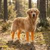 4PCS Non Slip Pet Knee Protectors Breathable Dog Elbow Cover Dog Leg Sleeves  for Dogs Cats