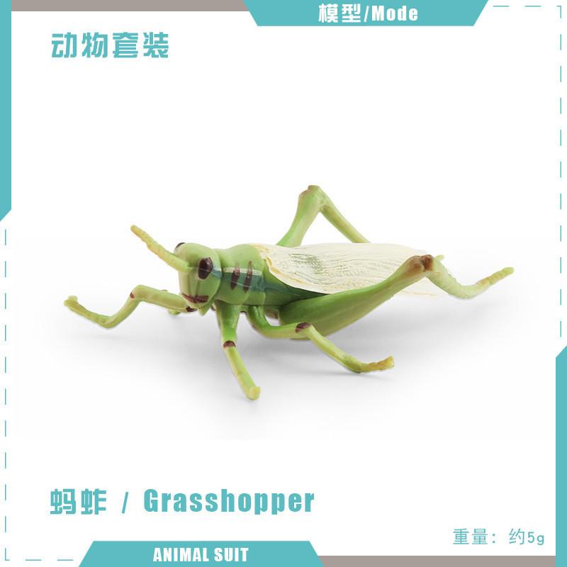 Realistic Pvc Insect Model Set Including Rhinoceros Beetle And Dragonfly For Decoration