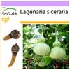 Bottle Gourd - 15 Seeds - Lagenaria Siceraria