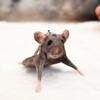 Bendable Mouse Keychain Wire Frame Mouse Doll Novelty Rat Plush Pendant  Kids Toy