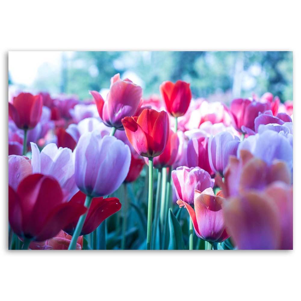 Canvas print, Meadow of tulips