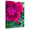 Canvas Print Peony Pink Flower