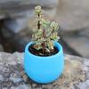 Succulent Plants Flower Pot Flower Pots Mini Desk Plants Succulents Pot Home Garden Decoration Nursery Pots Home Decor TMZ