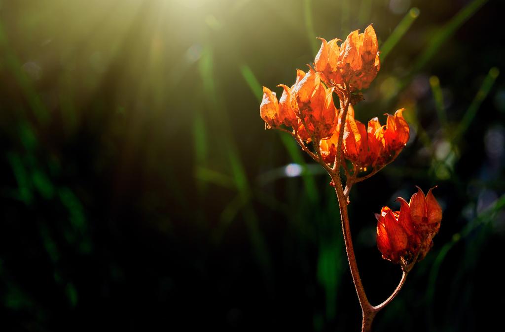 Fujifilm Fujinon XF30mm F2.8 R LM WR Macro