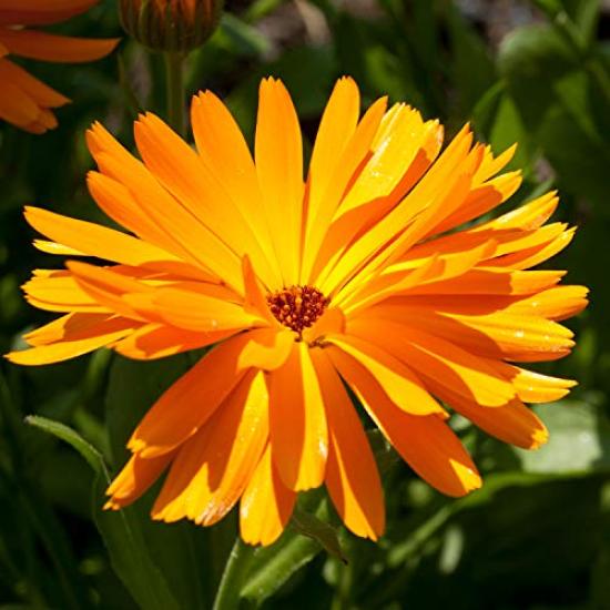 YARD REMEDIES Увлажняющий спрей с ладаном 45 мл NEAL'S (Высокий лосьон)