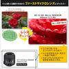 Nikon Single Focus Micro Lens AF-S DX Micro NIKKOR 40mm f/2.8g for Nikon DX Format