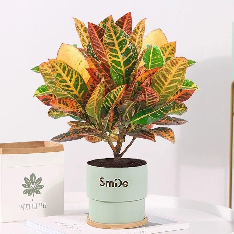 Croton Indoor Bonsai: Heat-Resistant, All-Season, Color-Changing Foliage with Old Trunk