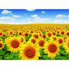 Blue Sky Sunflower Field Jigsaw Puzzle PS502, Korean Popular Puzzles