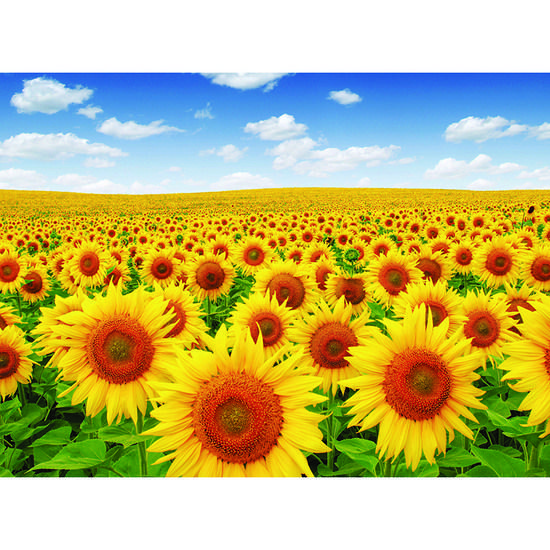 Пазл Blue Sky Sunflower Field PS502, популярные корейские пазлы