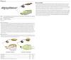OSP Spinner Bait High Pitcher TW 1/4 унции S-61 (6154)