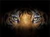GLASS CUTTING BOARD STAND 40x30 TIGER