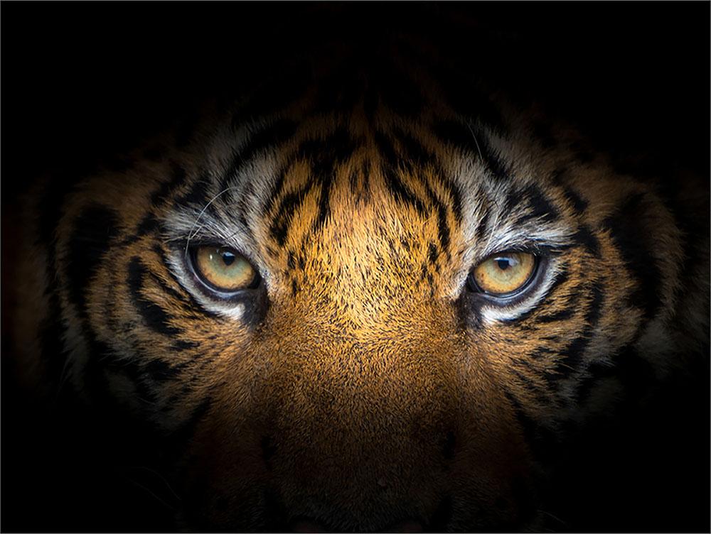 GLASS CUTTING BOARD STAND 40x30 TIGER