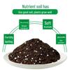 Universal Organic Peat Soil for Plants & Flowers - Nutrient-Rich Amendment for Vegetables and Greens