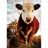 DIY Корова 5D алмазная живопись полная круглая дрель животное Алмазная вышивка крестиком мозаика наборы настенное искусство домашний декор