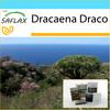 Подарочный набор - Драконово дерево - 5 семян - С подарочной коробкой, открыткой, этикеткой и субстратом для горшков - Драцена Драко