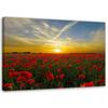Canvas Print, Meadow of Red Poppies In the Sun