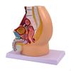 Pelvis Reproductive Anatomy Model Color Labeling High Simulation Research Infirmary Functional